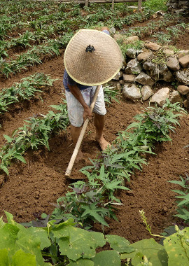 Farming near Yangshuo Mountain Retreat Guilin Yangshuo China